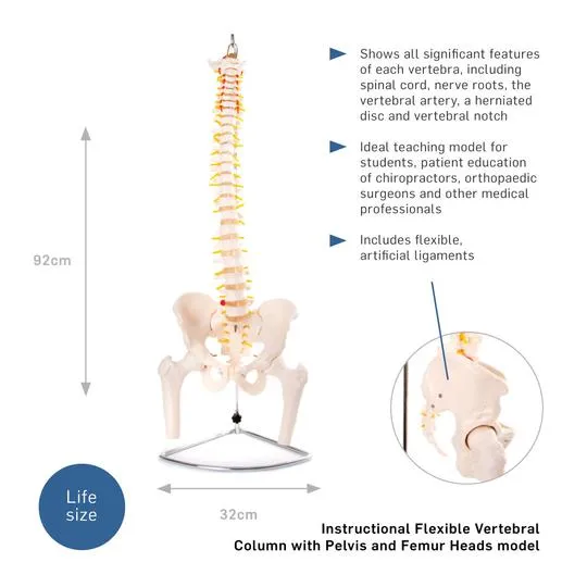 Anatomical Flexible Vertebral Column With Pelvis & Femur Heads