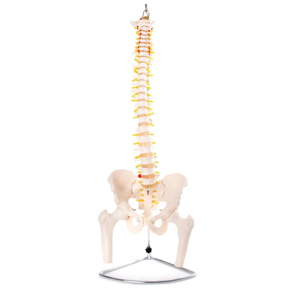Anatomical Flexible Vertebral Column With Pelvis & Femur Heads