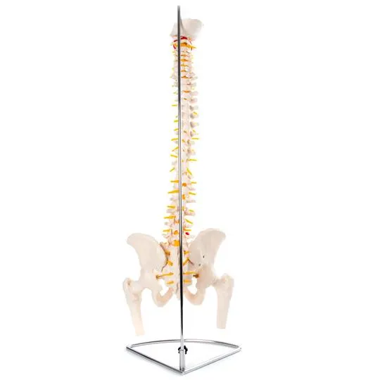 Anatomical Flexible Vertebral Column With Pelvis & Femur Heads