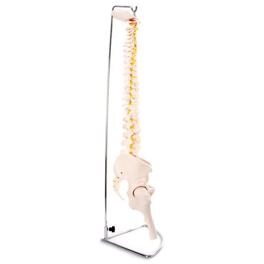 Anatomical Flexible Vertebral Column With Pelvis & Femur Heads