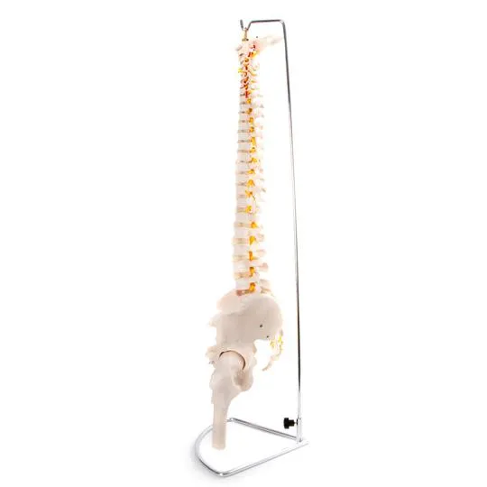 Anatomical Flexible Vertebral Column With Pelvis & Femur Heads