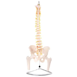 Anatomical Flexible Vertebral Column With Pelvis & Femur Heads