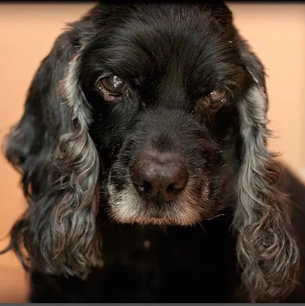 Basia - Crocker Spaniel