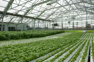 Get Growing NFT 15K Commercial Bundle