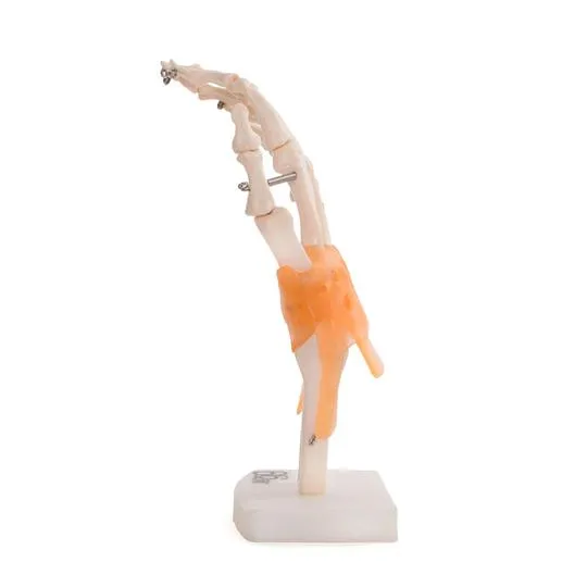 Human Hand Joint With Ligaments Anatomical Model