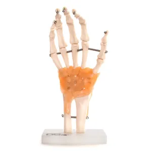 Human Hand Joint With Ligaments Anatomical Model