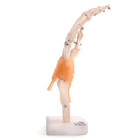 Human Hand Joint With Ligaments Anatomical Model