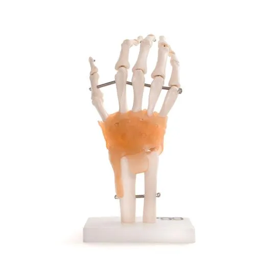 Human Hand Joint With Ligaments Anatomical Model