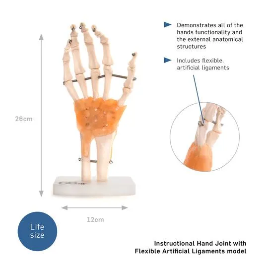 Human Hand Joint With Ligaments Anatomical Model