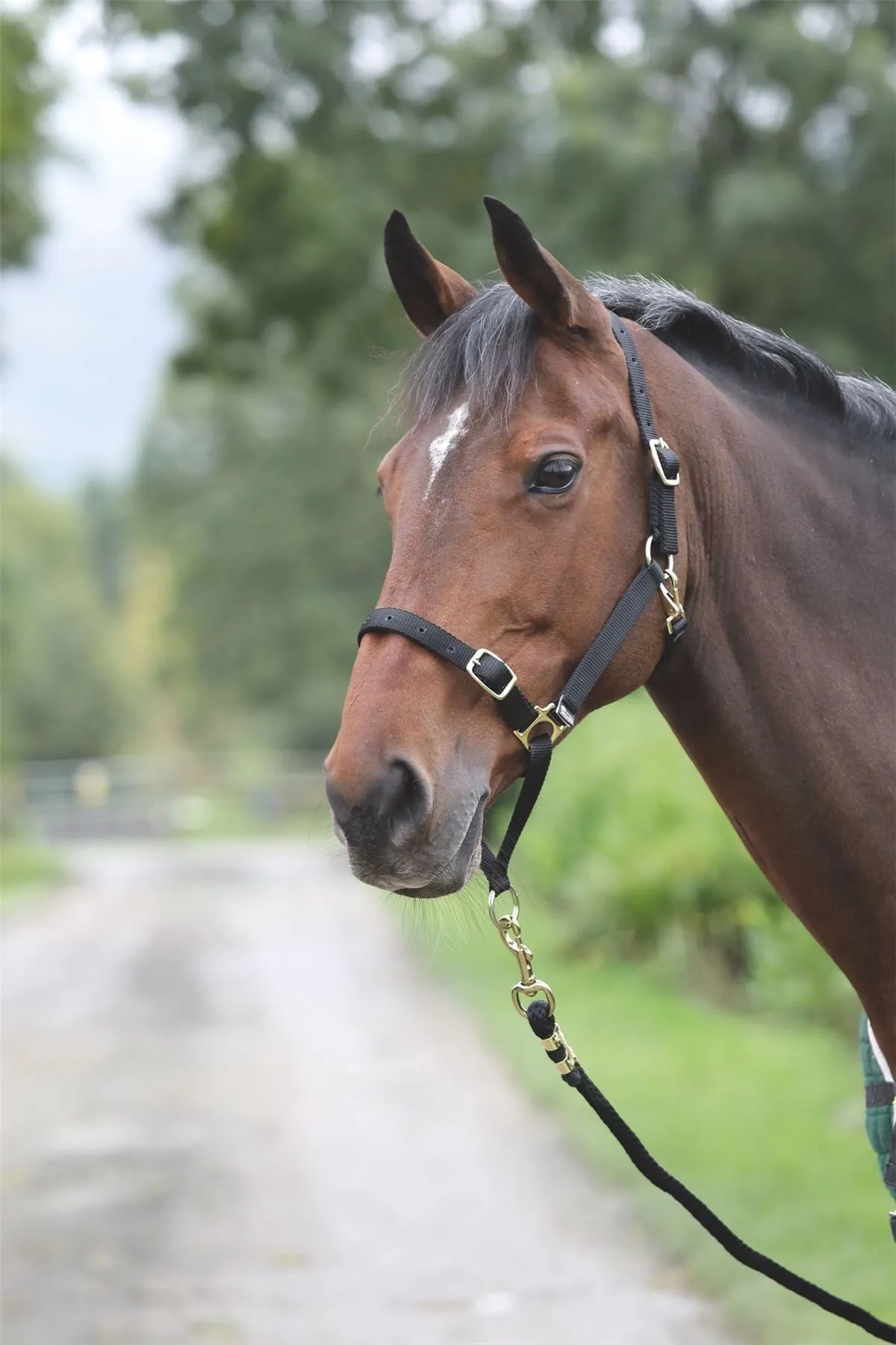 Shires Control Headcollar